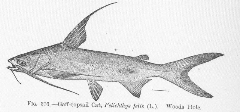 Ariopsis felis (Linnaeus, 1766)